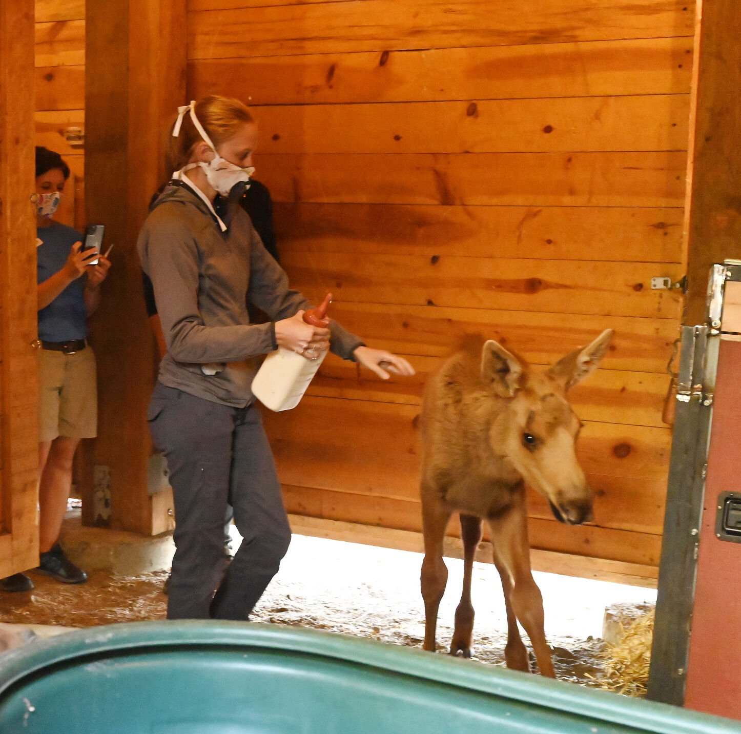 071620-news-moose 10.JPG